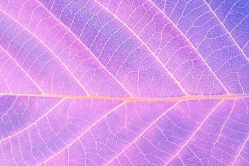 Macro leaf texture. Abstract Nature background. Saturated lilac violet color.