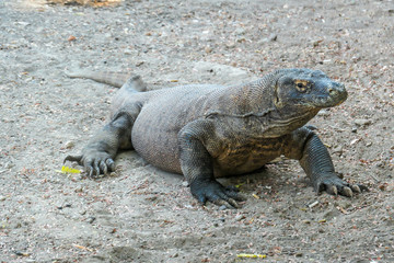 A gigantic, venomous Komodo Dragon roaming free in Komodo National Park, Flores, Indonesia. The dragon is resting in a shadow with its stomach full. Dangerous animal in natural habitat.