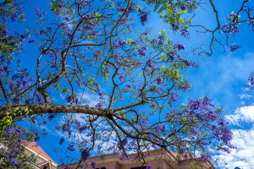 Jacaranda mimosifolia under the sun