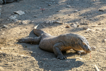 A gigantic, venomous Komodo Dragon roaming free in Komodo National Park, Flores, Indonesia. The...