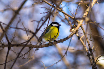Tit in Kislovodsk National Park