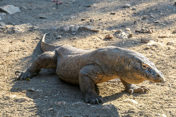 A gigantic, venomous Komodo Dragon roaming free in Komodo National Park, Flores, Indonesia. The dragon is following a scent, looking for pray. Toxic saliva is leaking from its mouth. Dangerous animal