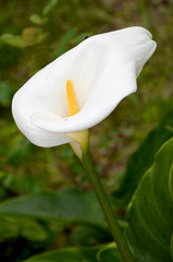 calla beautiful white flower in the garden