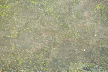 The structure of an old wall in green mold. Can be used as background.