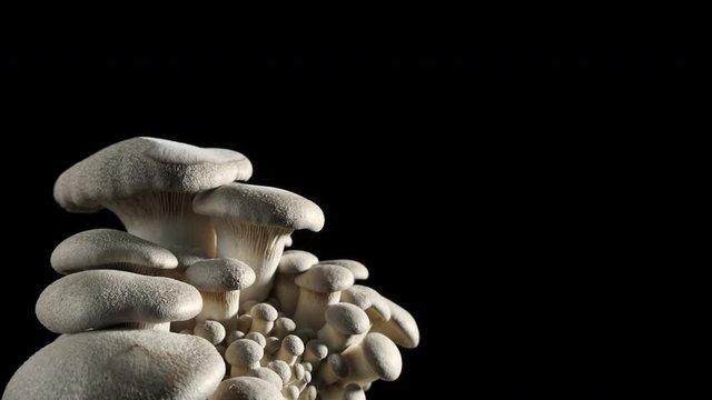 Time-lapse of king oyster mushrooms growing an black background
