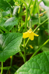 Small cucumber plant with flower