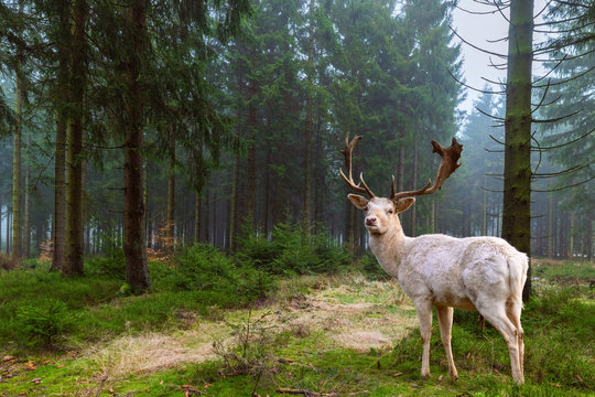 Wundersch&ouml;ner wei&szlig;er Hirsch (Albino) steht in einem m&auml;rchenhaften Nadelwald