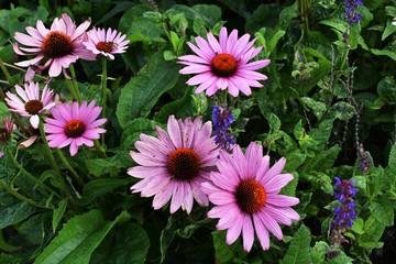 Flowers of Echinacea purpurea, in the park. It is a flowering plant in the sunflower family, Asteraceae.