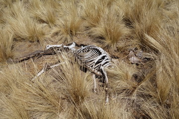 Llama skeleton / carcass / dry bones