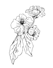 Hand drawn apple flower on white isolated background. Good for coloring book pages.