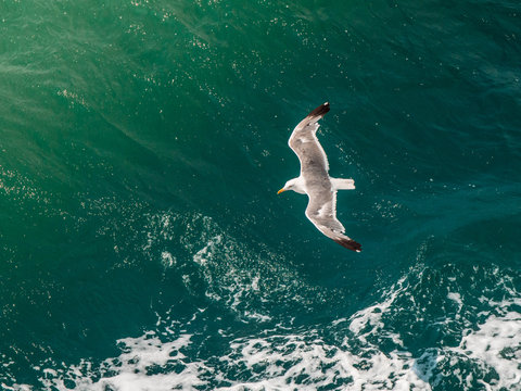 Seagull flying on blue clean water in the ocean. Top view aereal shot.