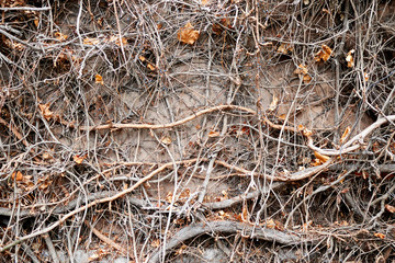 Many roots, branches of grapes on the wall.