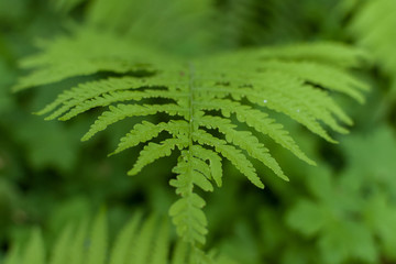 Fern leaves green © pawel.ceran