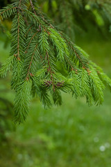 Spruce leaves in Spring