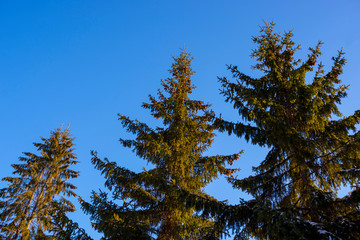Obraz premium Coniferous trees, fir trees against the blue sky. Flora, forest, vegetation.