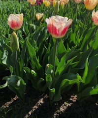 Tulip