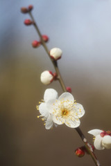 白い梅の花（冬至）