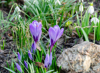 blooming blue crocus in a park on a warm spring day