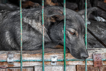 sad dog puppy locked in the cage. homeless dog concept