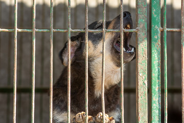 closeup portrait sad dog puppy locked in the cage. homeless dog concept