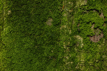 Moss texture dark green on a tree background