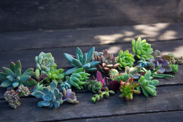 set of different succulents on a wooden background