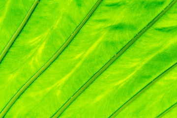 Fototapeta na wymiar Green leaves background. Leaf texture Dark green foliage