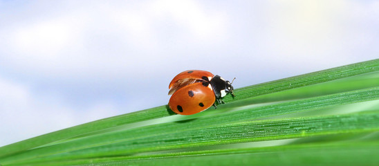 Macro red Ladybug on green grass.