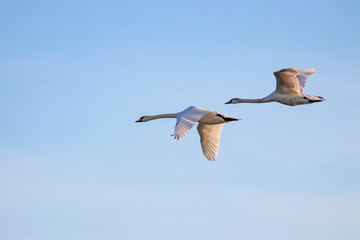  A flock of mute swan swans (Cygnus olor) in flight. Bird migration concept. The mute swan (Cygnus olor) is a species of swan and a member of the waterfowl family Anatidae.