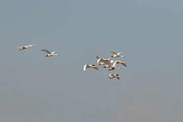  A flock of mute swan swans (Cygnus olor) in flight. Bird migration concept. The mute swan (Cygnus olor) is a species of swan and a member of the waterfowl family Anatidae.