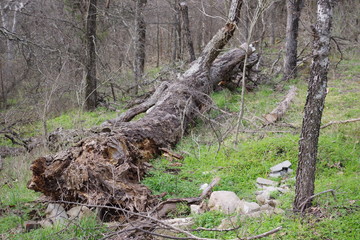 fallen tree