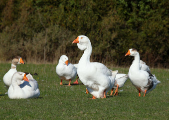 White domestic geese  is grazed on green meadow