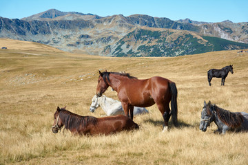 Horses on alpine plateau in the Carpathian mountains, Romania. View of Transalpina tourist highway and tableland in mountains of Romania. Autumn mountain landscape.