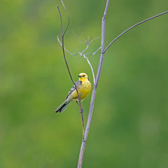 The citrine wagtail (Motacilla citreola) is a small songbird in the family Motacillidae.