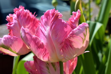 Papagei Tulpe in Rosa und Grün