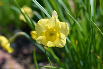 Bl&uuml;te einer gelben Osterglocke im Garten