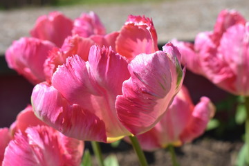 Papagei Tulpe in Rosa und Grün