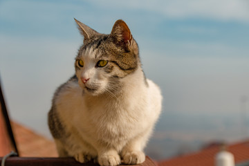 Beautiful cat sitting on high balcony fence and curiously looking at something, blue sky horizon in blurred background
