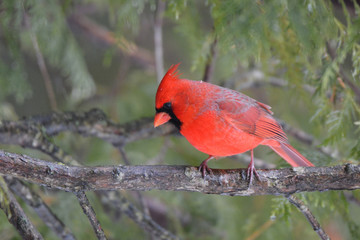 Male Northern Cardinal