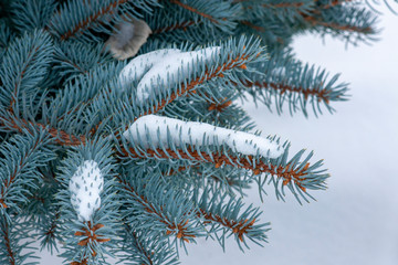 Naklejka na ściany i meble Branches of blue spruce in the snow