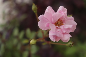 Obraz premium pink flower in the garden