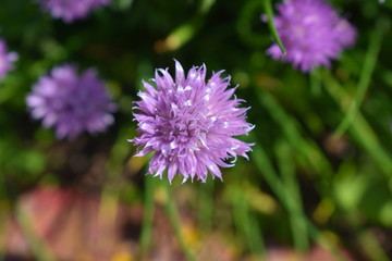 Blüte einer Schnittlauch Pflanze im Kräuterbeet