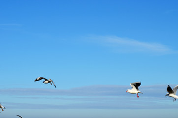 Sea-gulls flying in the sky, photo,nature