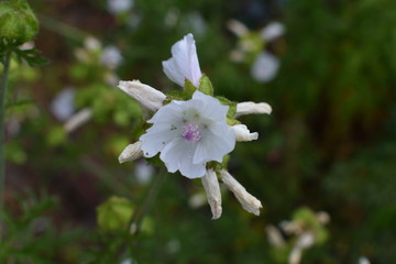 Offene Blüte der Weißen Malve mit geschlossenen Blüten