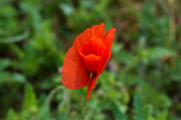 Fototapeta premium Rote Blüte vom wilden Mohn im Garten
