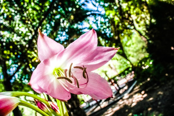 pink rose in the garden