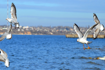 Naklejka premium Sea-gulls flying in the sky, photo,nature