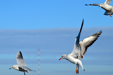 Sea-gulls flying in the sky, photo,nature
