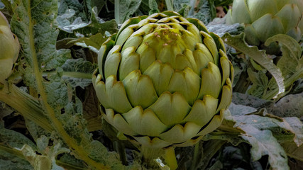 fresh artichokes at the market