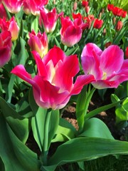 Fototapeta premium Tulip